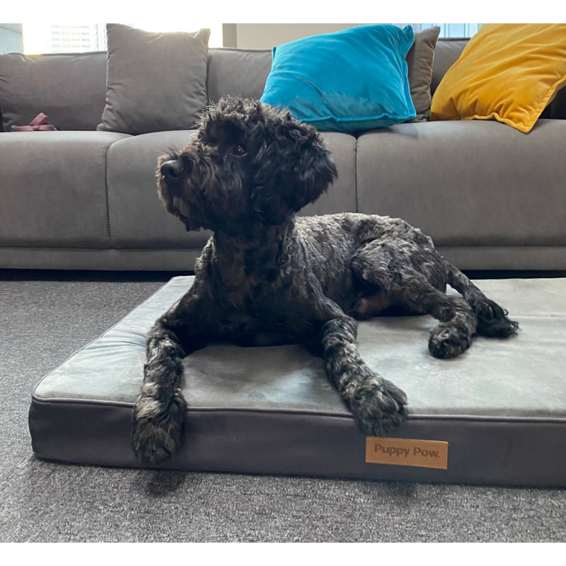 Puppy Paw Orthopedic Memory Foam Classic Dog Pad & Reviews Wayfair